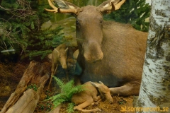 Frösö Zoo