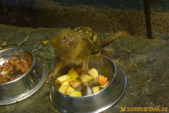 Frösö Zoo