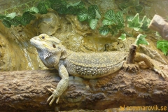 Frösö Zoo