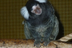 Frösö Zoo