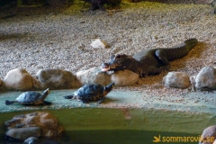 Frösö Zoo