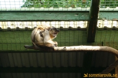 Frösö Zoo