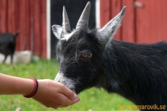 Frösö Zoo