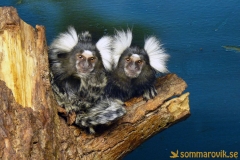 Frösö Zoo