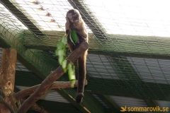 Frösö Zoo
