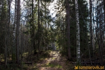 Alneskogen