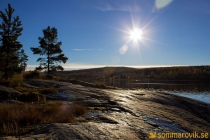 Alneskogen