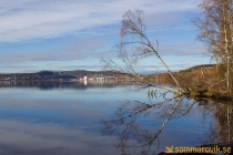 Alneskogen