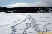 Alneskogen