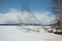 Alneskogen