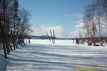Alneskogen