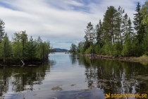 Alneskogen