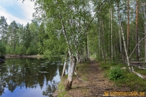 Alneskogen