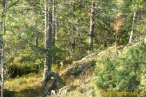Åsberget
