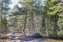 Åsberget