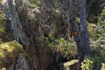 Åsberget