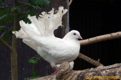 Frösö Zoo