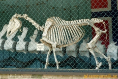 Frösö Zoo