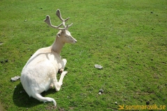 Frösö Zoo