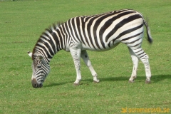 Frösö Zoo