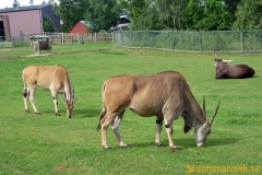 Frösö Zoo