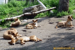Frösö Zoo