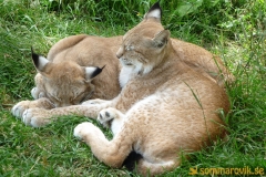 Frösö Zoo