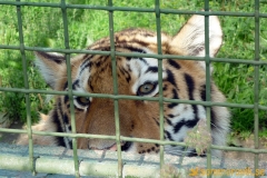 Frösö Zoo
