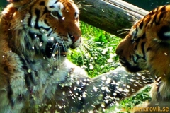 Frösö Zoo