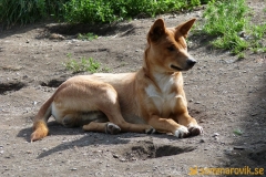 Frösö Zoo