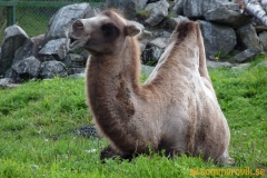 Frösö Zoo