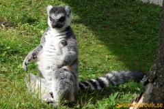 Frösö Zoo