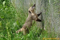 Frösö Zoo