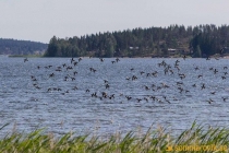 Idbyfjärdens naturreservat 2019