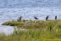 Idbyfjärdens naturreservat 2019
