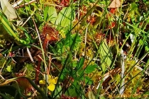 Idbyfjärdens naturreservat 2019
