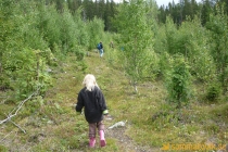 Lindfallet