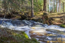 Nässjöbäcken 2019