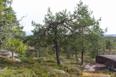 Skuleskogen