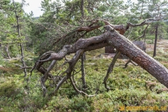 Skuleskogen