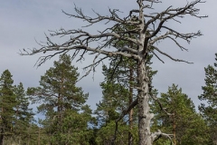 Skuleskogen