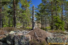Skuleskogen