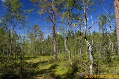 Skuleskogen