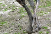 Strutsfarmen