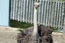 Strutsfarmen