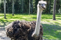 Strutsfarmen