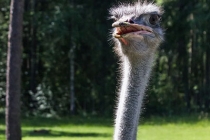 Strutsfarmen